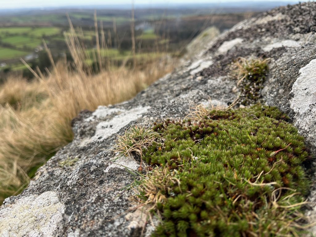 Moss growing on rock with Dartmoor blurred in the background.