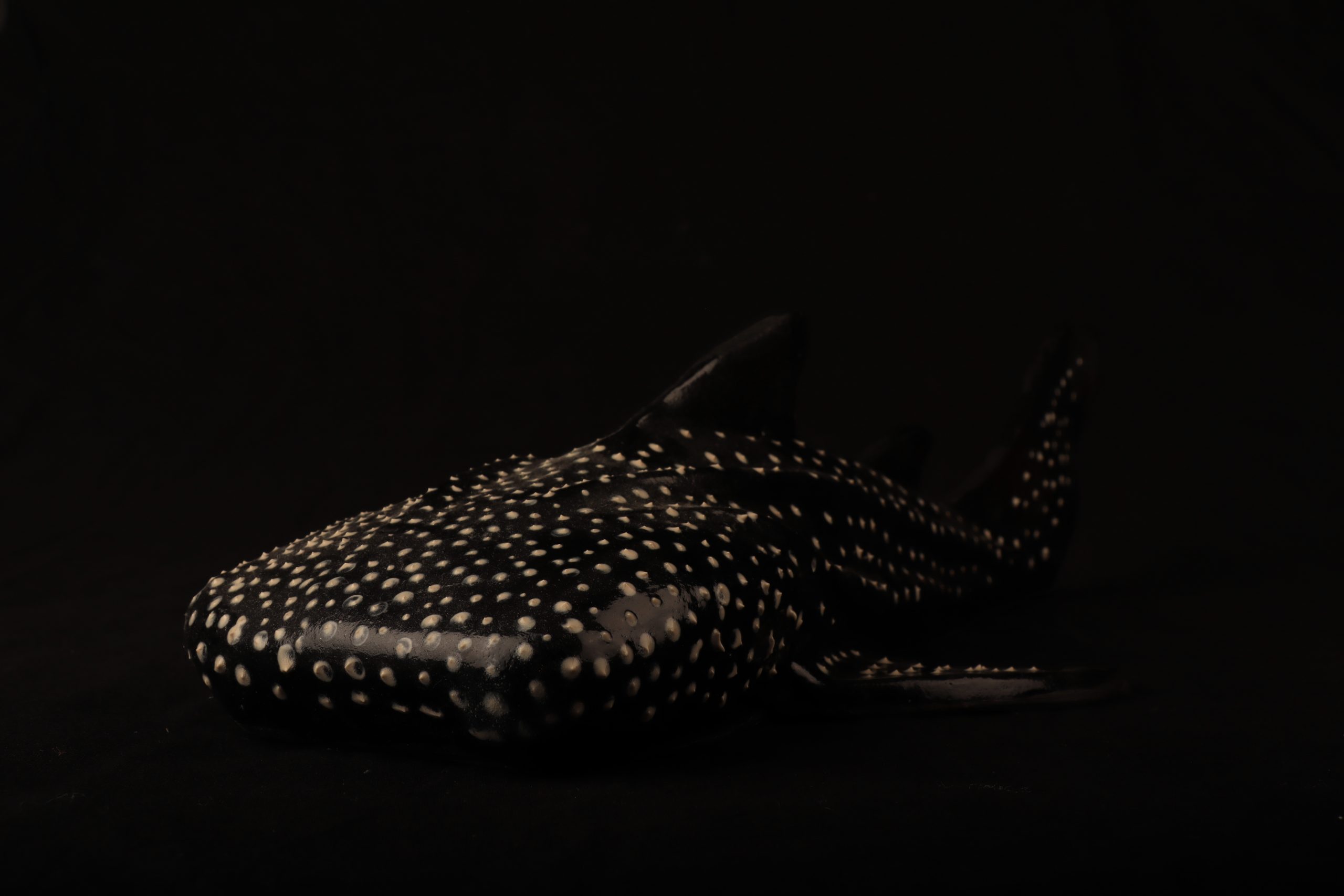 A ceramic whale shark against a very dark background.